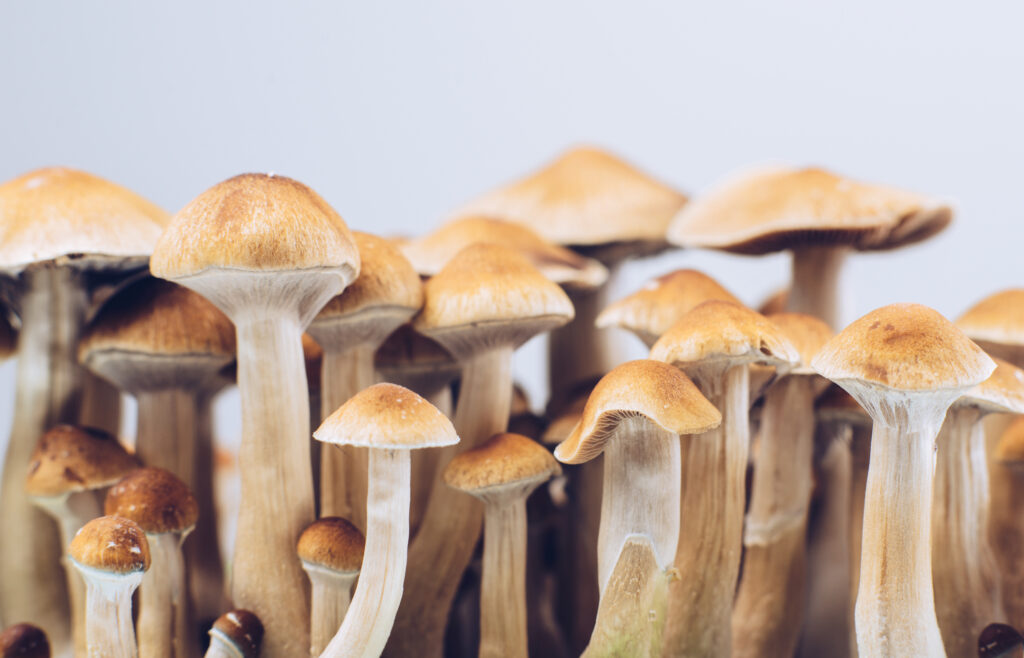 Dry and Store Magic Mushrooms